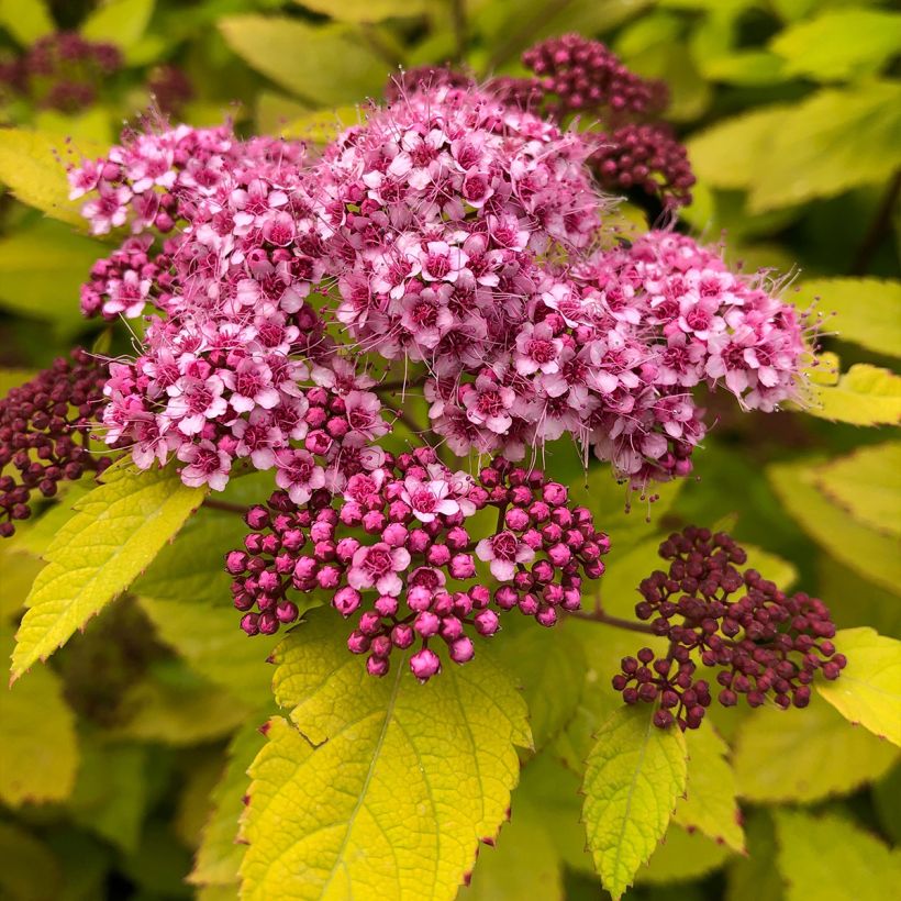 Espirea japonica Double Play Big Bang Tracy - Espirea del Japón (Floración)