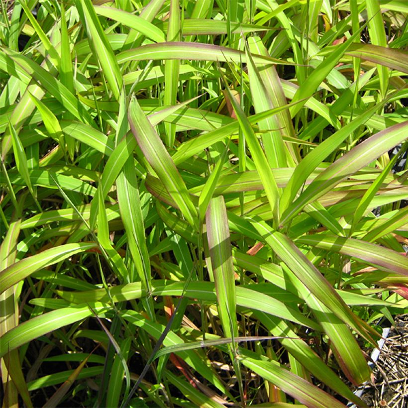 Spodiopogon sibiricus West Lake (Follaje)