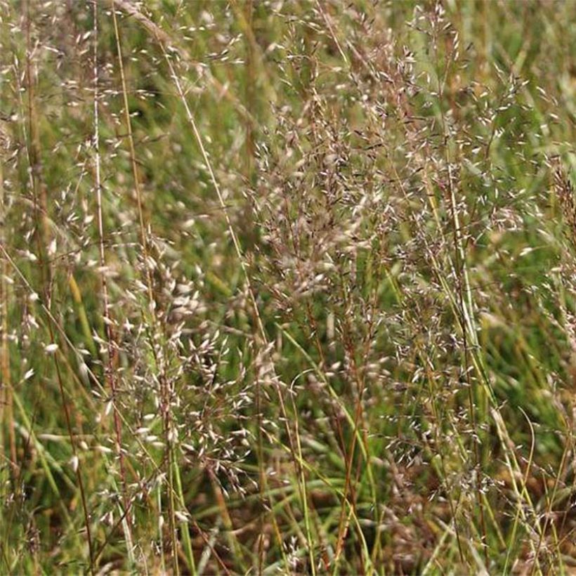 Sporobolus heterolepis Wisconsin Strain (Floración)