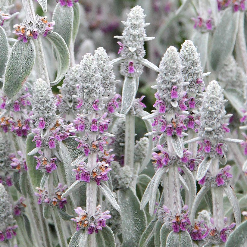 Stachys byzantina - Oreja de liebre (Floración)