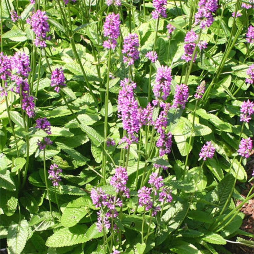 Stachys monieri Hummelo (Floración)