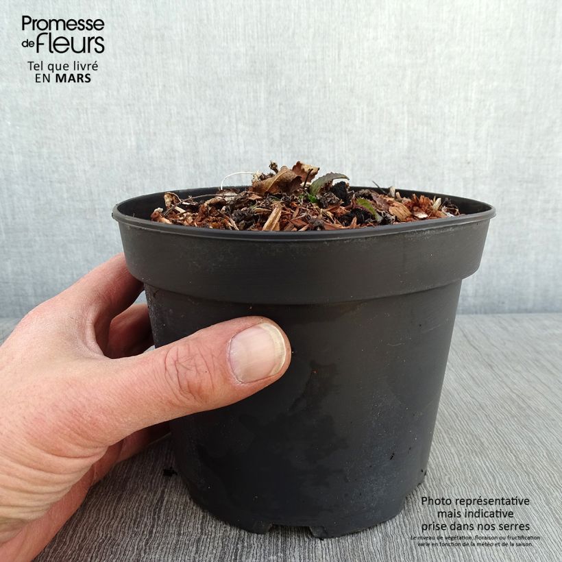 Stachys monieri Hummelo - Epiaire en pot de 2L/3L Ejemplar entregado en invierno