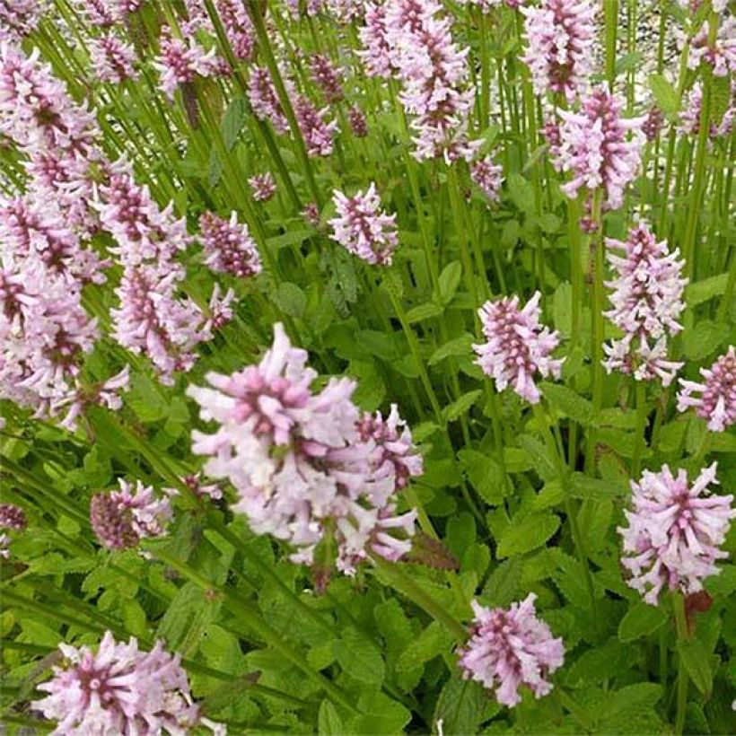 Stachys monieri Rosea (Floración)