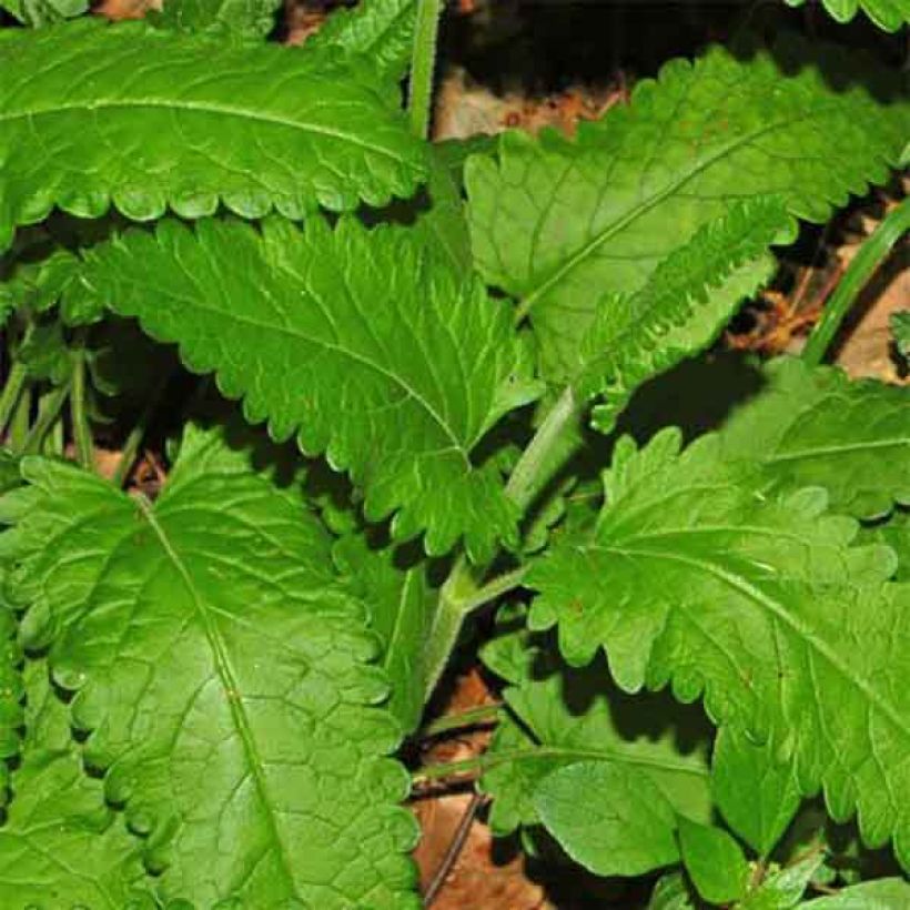 Stachys officinalis - Betónica (Follaje)