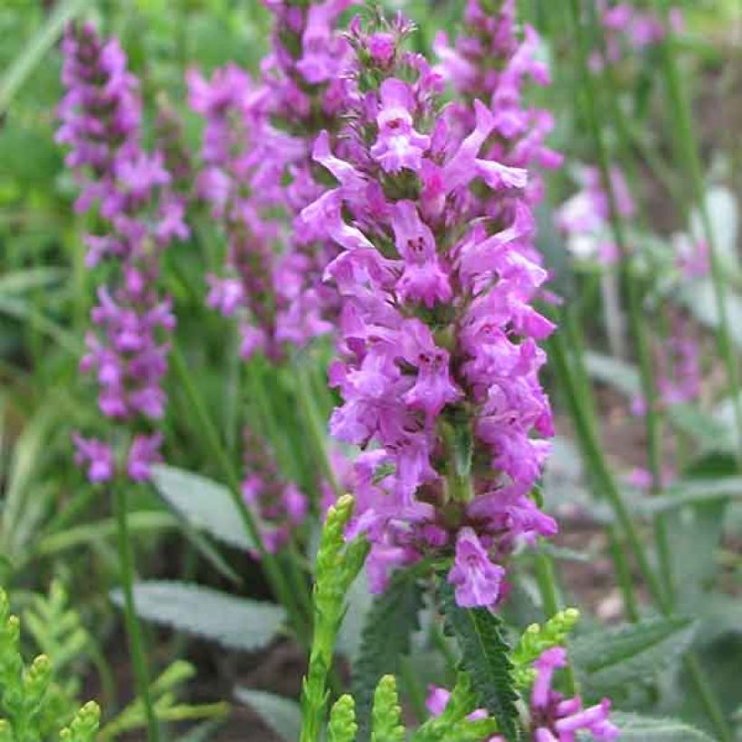 Stachys officinalis - Betónica (Floración)