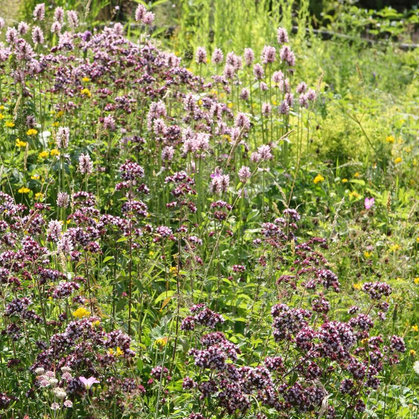 Stachys officinalis Pink Cotton Candy - Betónica (Porte)