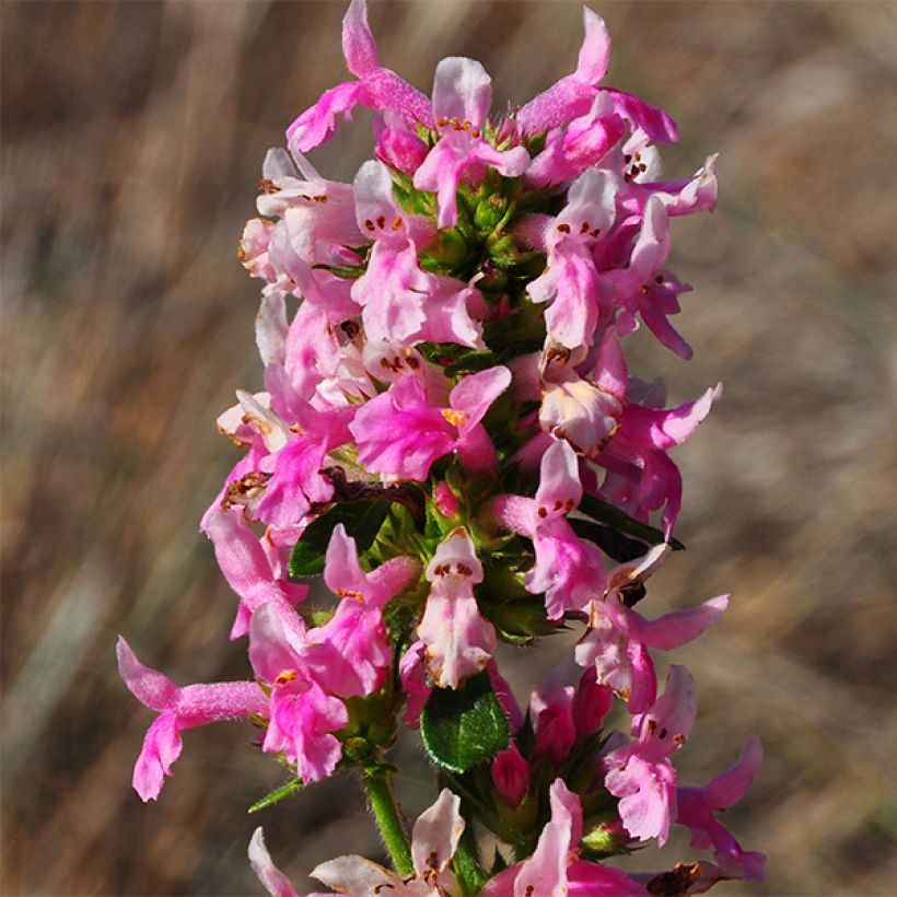 Stachys officinalis Pink Cotton Candy - Betónica (Floración)