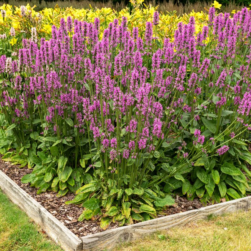 Stachys officinalis - Betónica (Porte)