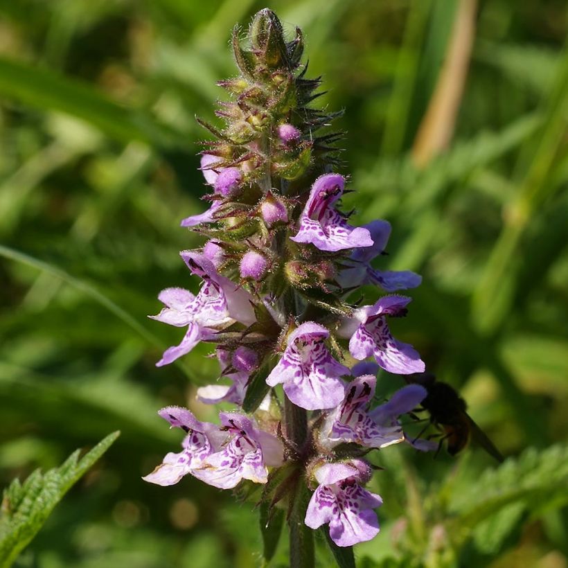 Stachys palustris (Floración)