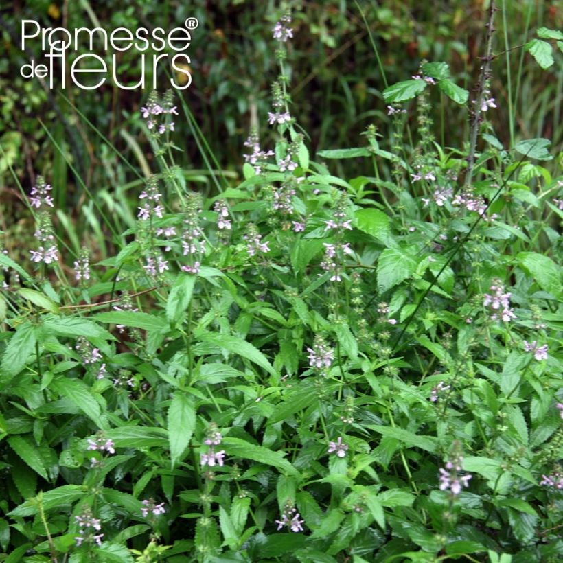 Stachys palustris (Porte)