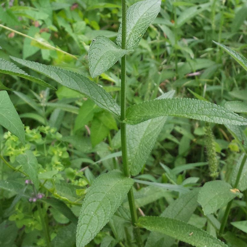 Stachys palustris (Follaje)