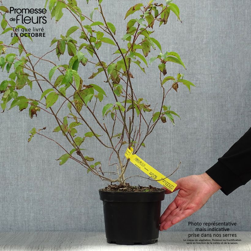 Ejemplar de Stachyurus chinensis Celina en pot de 3/4L entregado en otoño