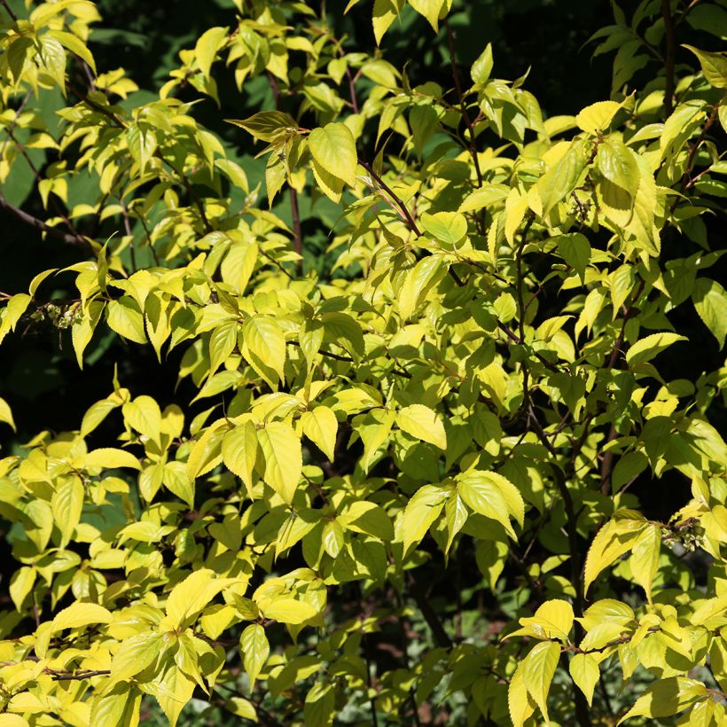 Stachyurus chinensis Goldbeater (Follaje)