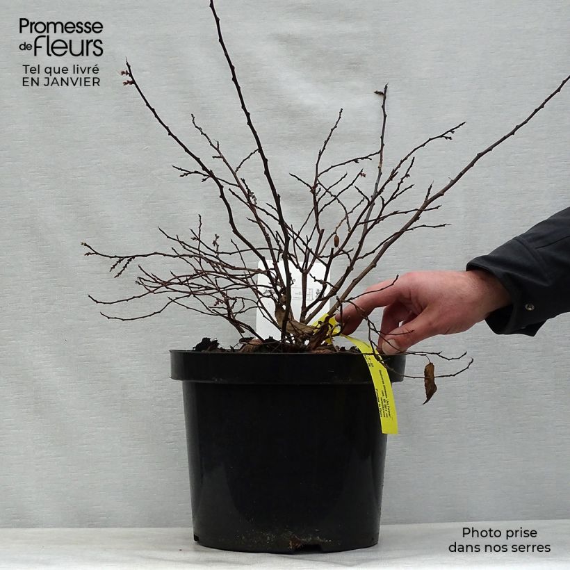 Stachyurus chinensis Joy Forever- Pot de 10L Ejemplar entregado en invierno