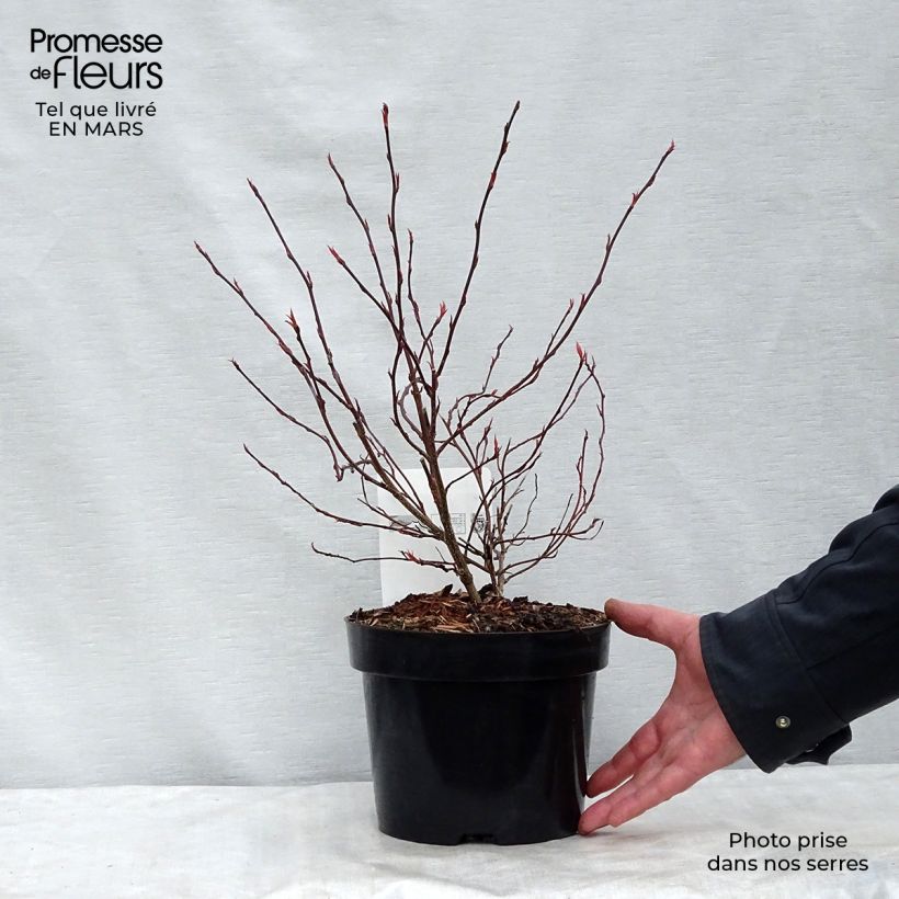 Stachyurus chinensis Joy Forever en pot de 2L/3L Ejemplar entregado en invierno