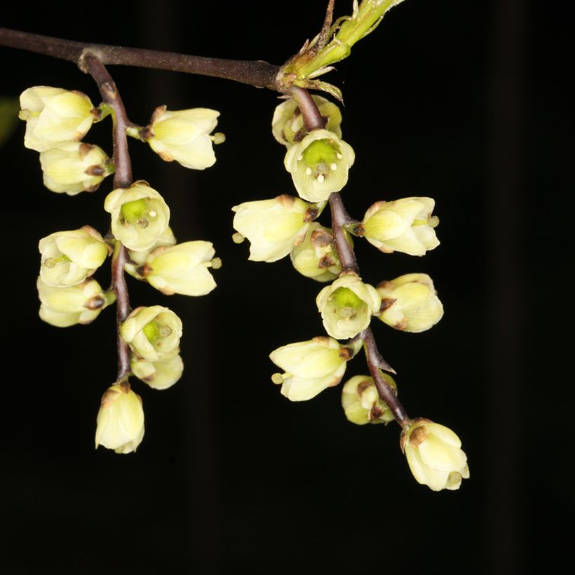 Stachyurus chinensis Wonderful Image (Floración)