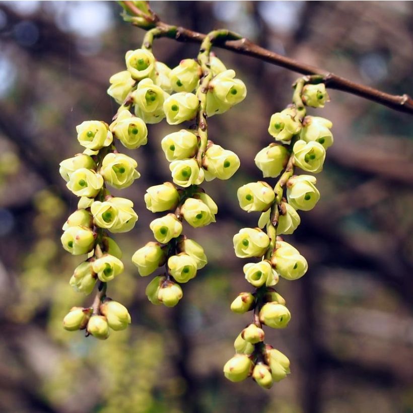 Stachyurus praecox (Floración)