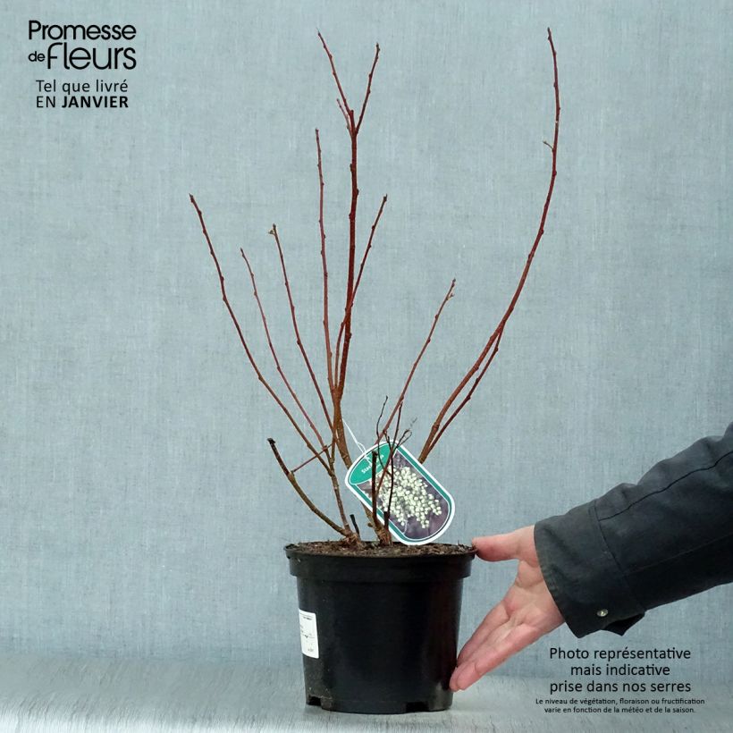 Stachyurus praecox Pot de 2L/3L Ejemplar entregado en invierno