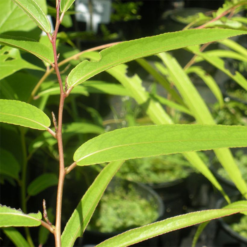 Stachyurus salicifolius (Follaje)