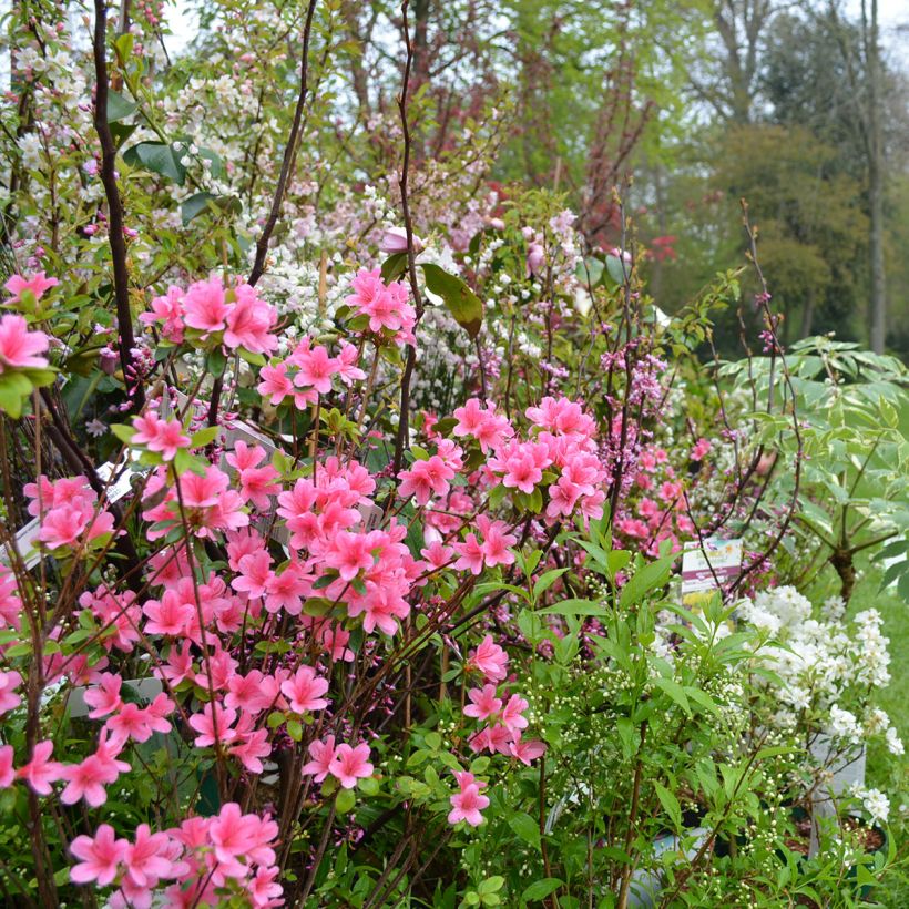 Azalea Sylvester (Porte)