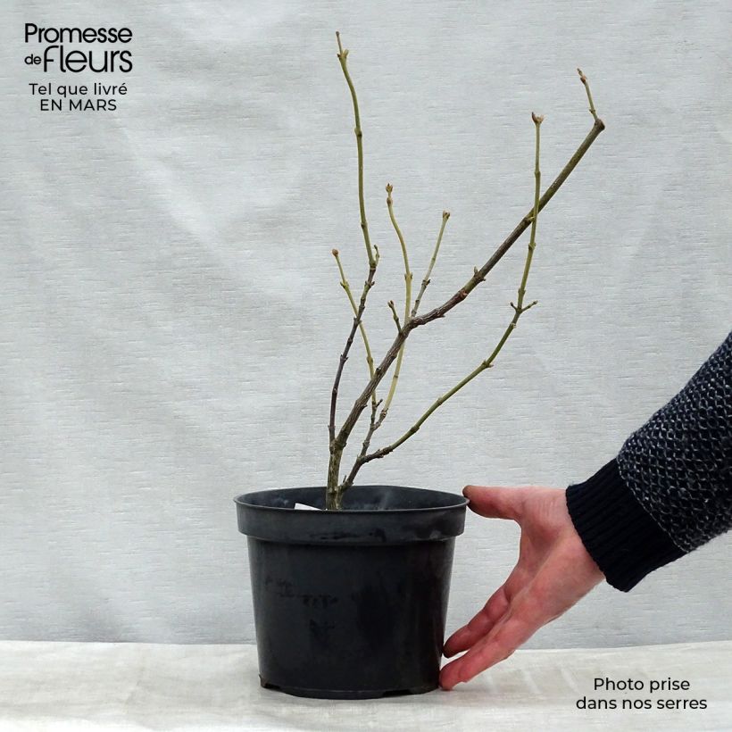 Staphylea pinnata 30/40cm en motte - Faux pistachier Ejemplar entregado en invierno