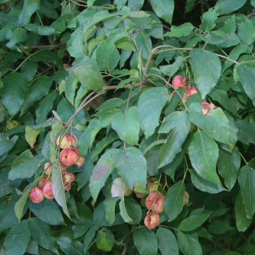 Piñón vejiga europeo - Staphylea pinnata (Follaje)