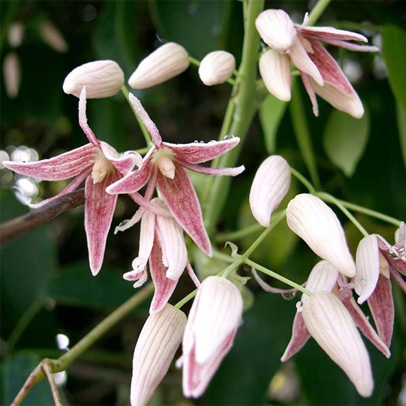 Stauntonia hexaphylla (Floración)