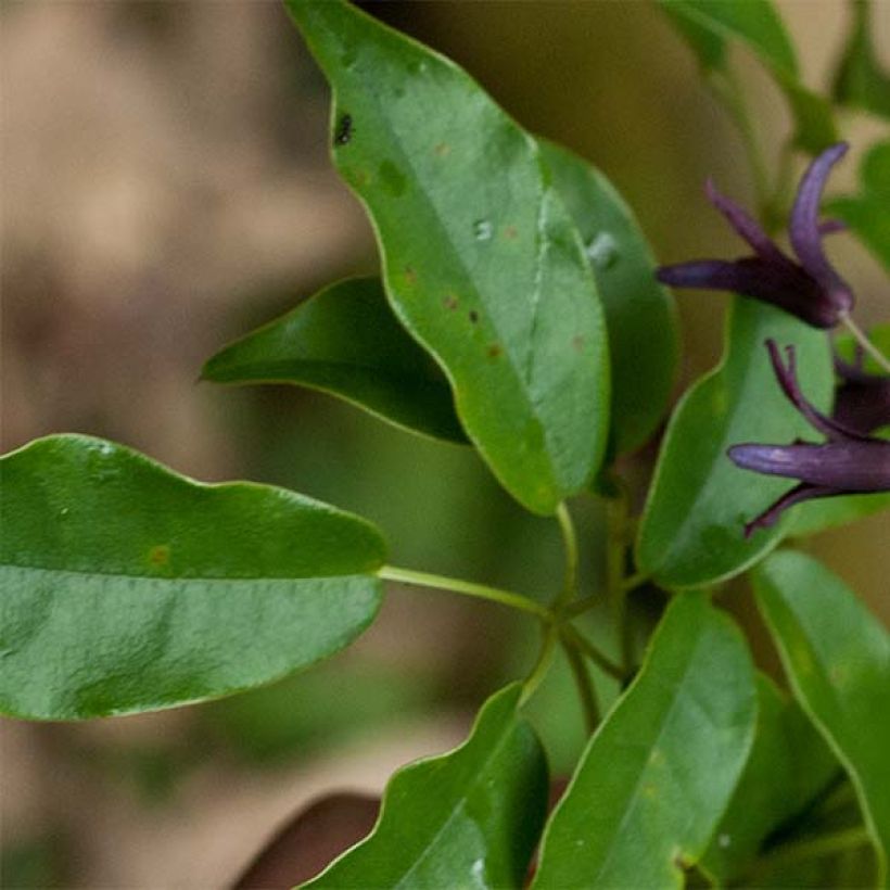 Stauntonia purpurea (Follaje)