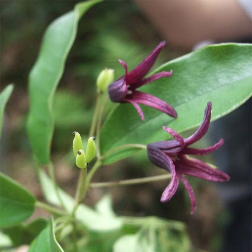 Stauntonia purpurea (Floración)