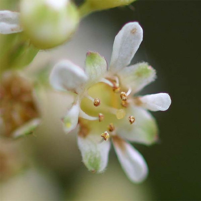 Stephanandra incisa Crispa (Floración)