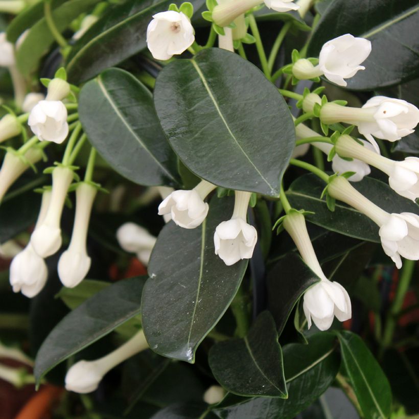 Stephanotis jasminoides - Jazmín de Madagascar (Floración)