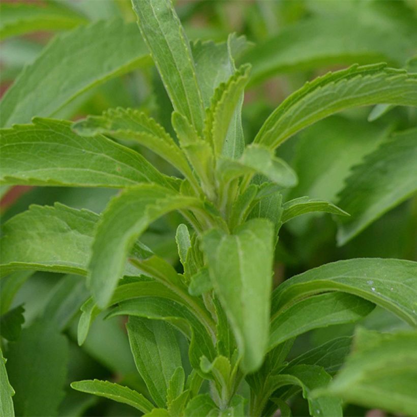 Estevia - Stevia rebaudiana (Follaje)