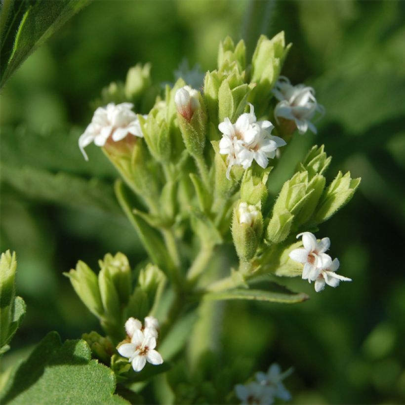 Estevia - Stevia rebaudiana (Floración)