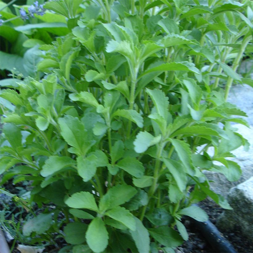 Estevia - Stevia rebaudiana (Porte)