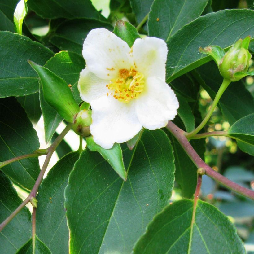 Stewartia monadelpha (Floración)