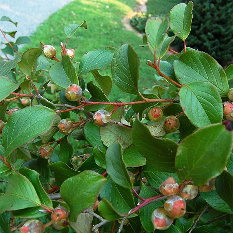 Stewartia pseudocamellia (Follaje)