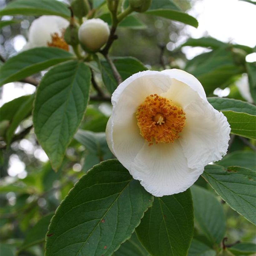 Stewartia pseudocamellia (Floración)