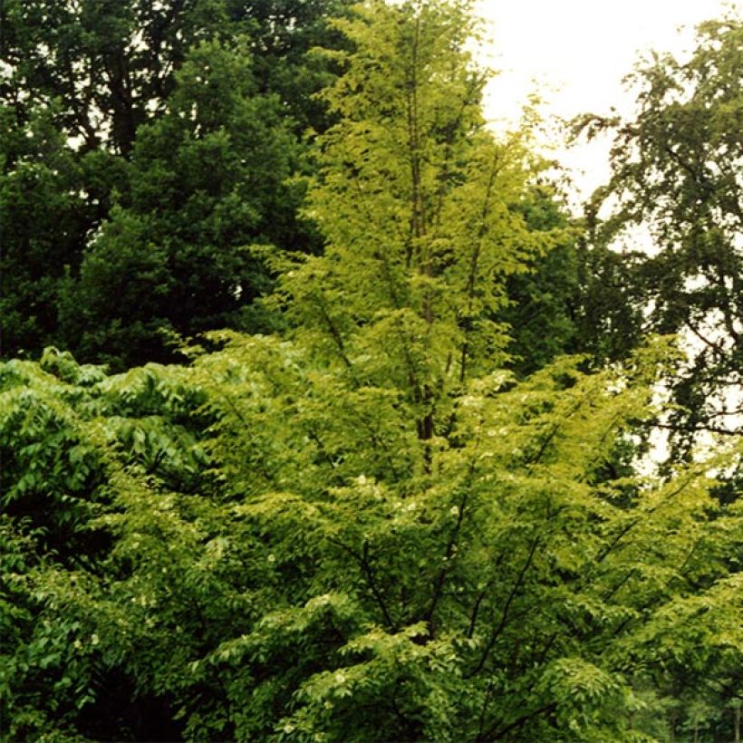 Stewartia pseudocamellia (Porte)