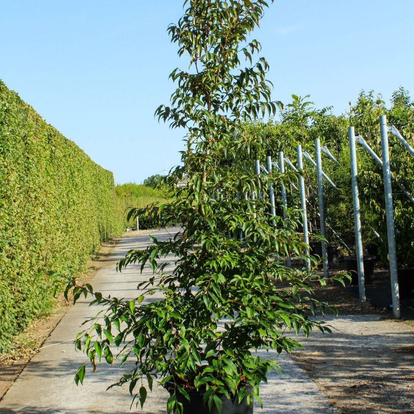 Stewartia pseudocamellia - Stuartie - Pot de 70L Ejemplar entregado en la primavera