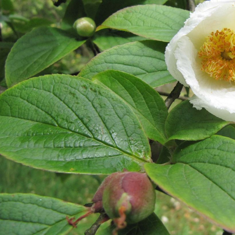 Stewartia pseudocamellia Koreana (Follaje)