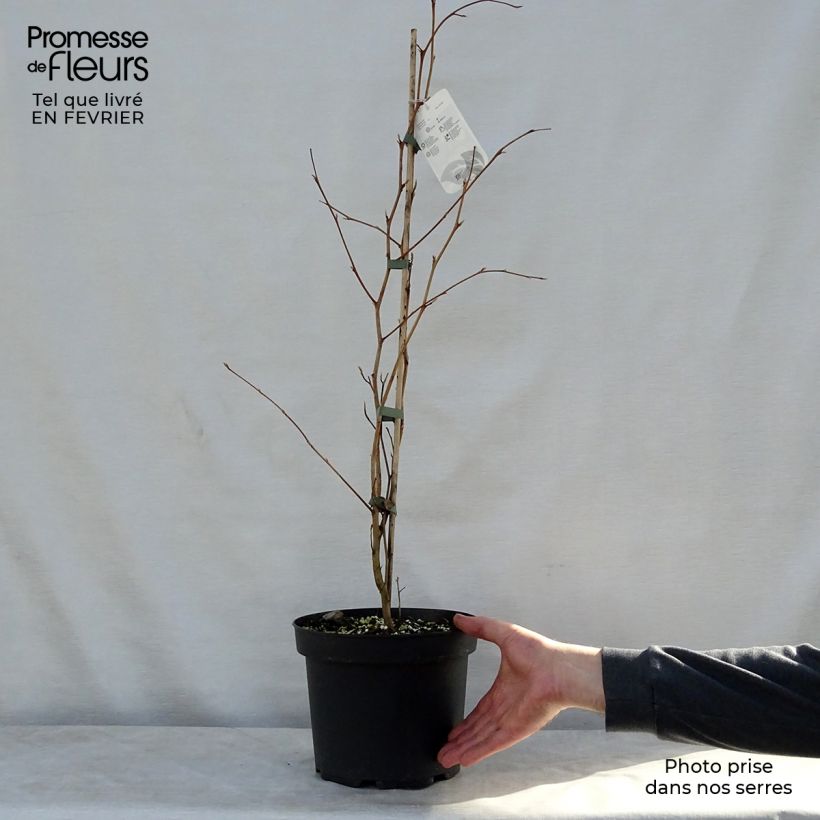 Stewartia pseudocamellia - Stuartie Pot de 3L/4L Ejemplar entregado en invierno