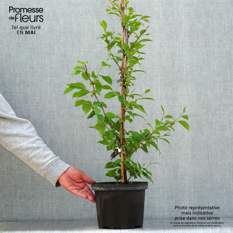 Stewartia pseudocamellia - Stuartie Pot de 3L/4L Ejemplar entregado en la primavera