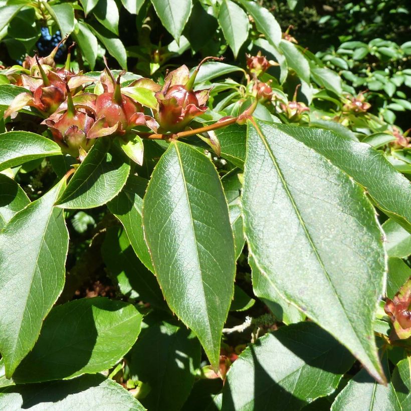 Stewartia rostrata (Follaje)