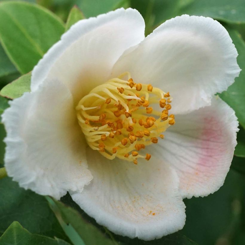 Stewartia rostrata (Floración)