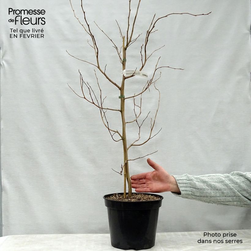 Stewartia rostrata - Stuartie Pot de 4L/5L Ejemplar entregado en invierno