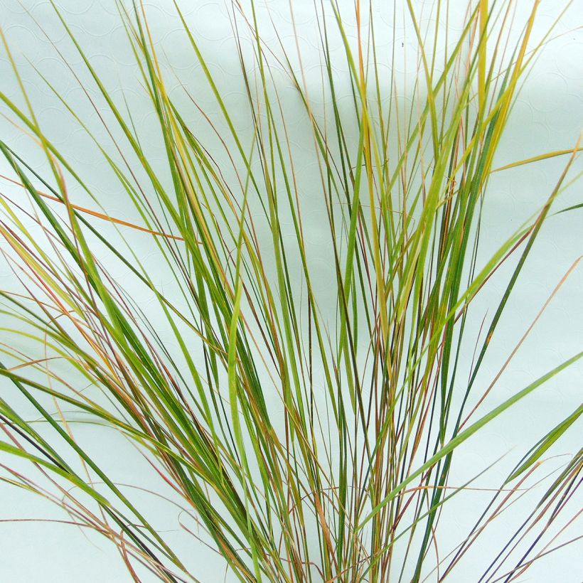 Stipa arundinacea (Follaje)