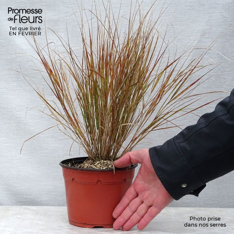 Stipa arundinacea - Anemanthele lessoniana pot de 2L Ejemplar entregado en invierno