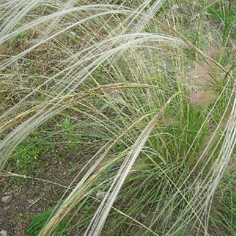 Stipa barbata (Floración)