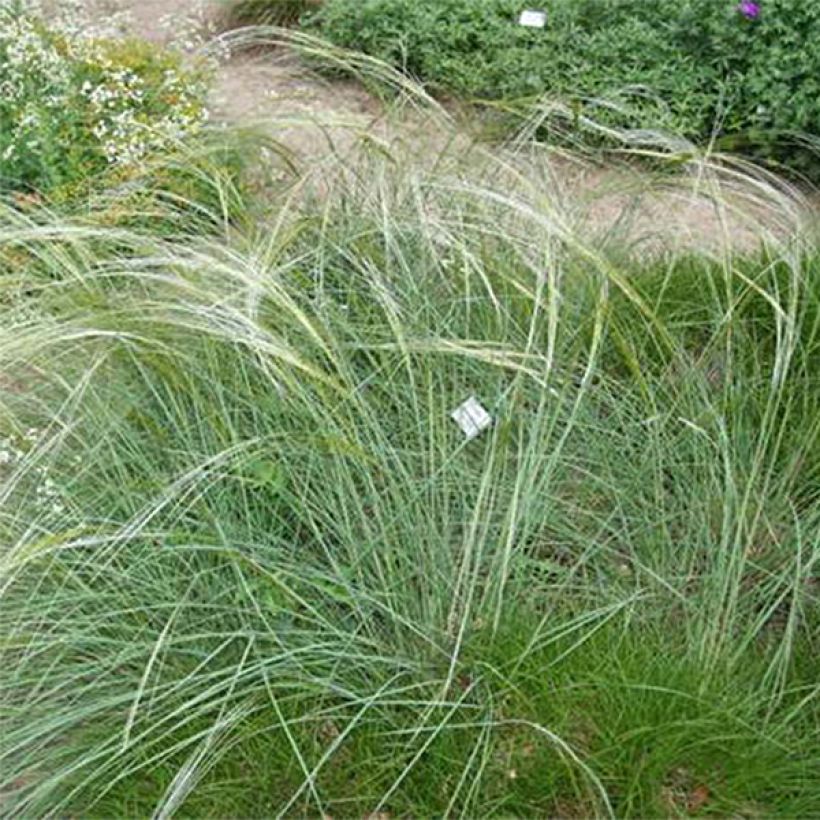 Stipa capillata (Porte)