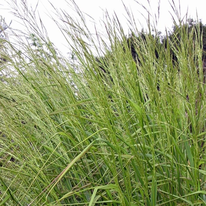 Stipa extremiorientalis (Follaje)